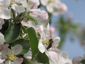 IMG_0733-Biene-auf-Apfelblü